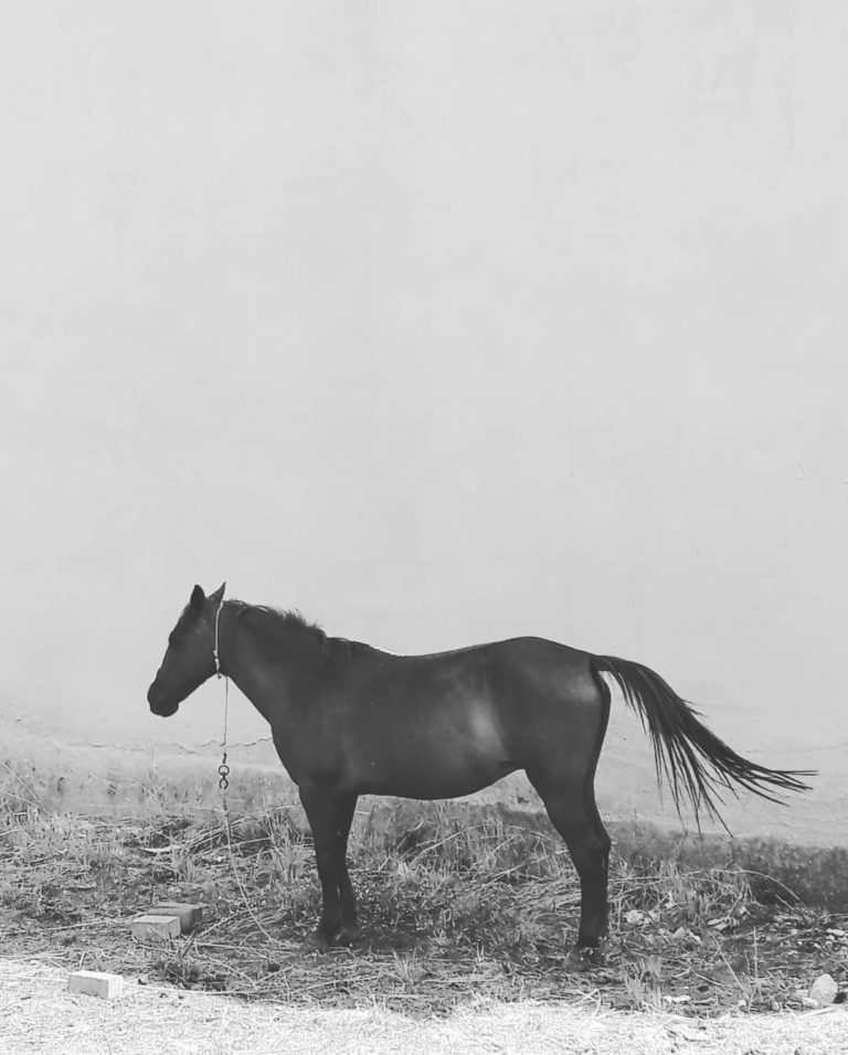 g-horse